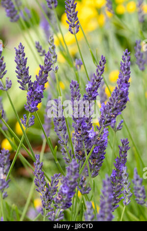 Le teste dei fiori della fioritura estiva Lavanda, Lavandula x intermedia 'Grosso' Foto Stock