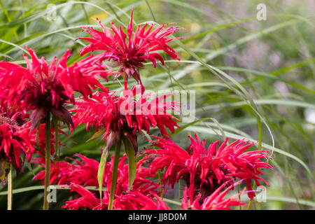 Scarlatto brillante fiori estivi dell'ardito perenne del bergamotto, Monarda 'Vista Giardino Scarlet' Foto Stock