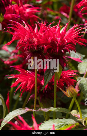 Scarlatto brillante fiori estivi dell'ardito perenne del bergamotto, Monarda 'Vista Giardino Scarlet' Foto Stock