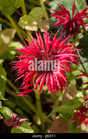 Scarlatto brillante fiori estivi dell'ardito perenne del bergamotto, Monarda 'Vista Giardino Scarlet' Foto Stock