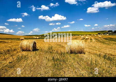 Round haystacks sul campo dopo il raccolto, Romania Foto Stock