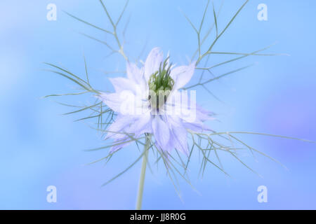 Close up macro studio di Nigella Foto Stock