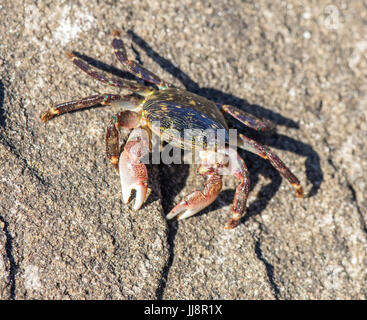 Striped (rivestita) Shore Crab - Pachygrapsus crassipes. Foto Stock