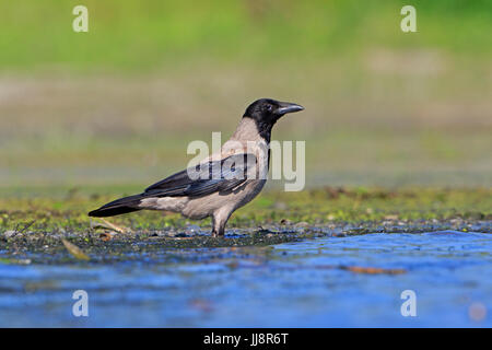 Cornacchia Mantellata nel Delta del Danubio Romania Foto Stock