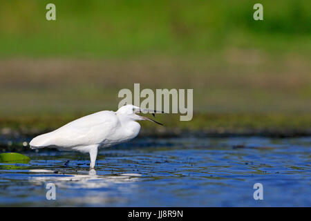 Garzetta cattura di pesci piccoli nel Delta del Danubio Romania Foto Stock
