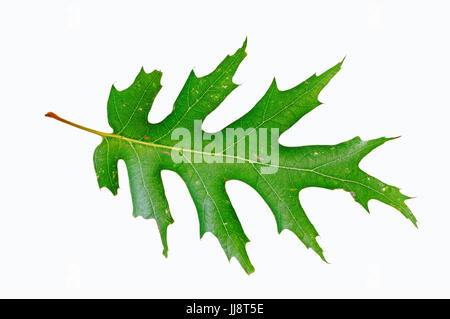 In quercia rossa Americana, leaf / (Quercus rubra) / Champion quercia in quercia rossa Americana | Roteiche, Blatt / (Quercus rubra) Foto Stock