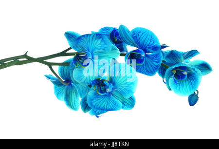 Bellissimo fiore blu orchid, Phalaenopsis, close-up isolati su sfondo bianco Foto Stock