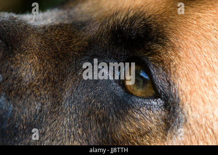 Inquadratura ravvicinata del giovane cane faccia Foto Stock