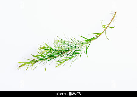 Australian tea tree, ramoscello / (Melaleuca alternifolia) | Australischer Teebaum, Zweig / (Melaleuca alternifolia) Foto Stock