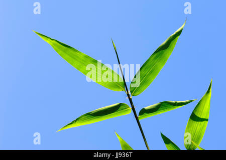 Giapponese di bambù di legname, foglie / (Phyllostachys bambusoides) | Bambus, Blaetter / (Phyllostachys bambusoides) Foto Stock