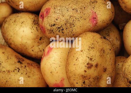 Un raccolto di Vales sovrano le patate in un cestello Foto Stock