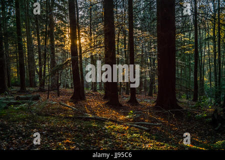 Sun splendenti attraverso gli alberi in una foresta. Foto Stock