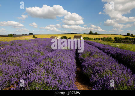 Cotswold Lavanda, Snowshill, Cotswolds, Gloucestershire, England, Regno Unito, Europa Foto Stock