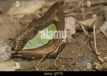 Comune Polyura Nawab atamante alimentazione su alcune cadute. Trovato in India . Visto spesso lungo i torrenti e la zona collinare. Foto Stock