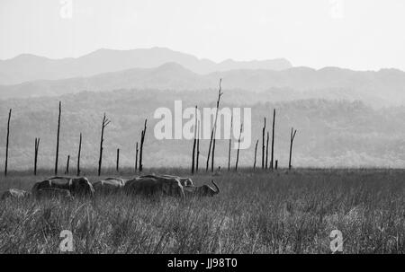 Famiglia di mandrie e mandrie in Natures Paradise Foto Stock