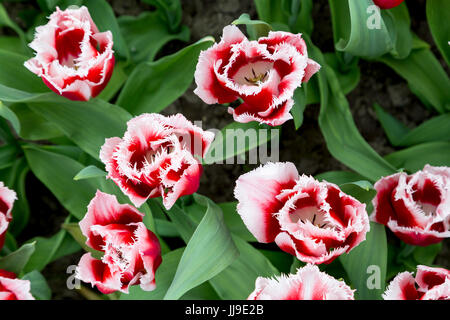 Tulipa Canasta (frange gruppo) a Keukenhof in Paesi Bassi Foto Stock