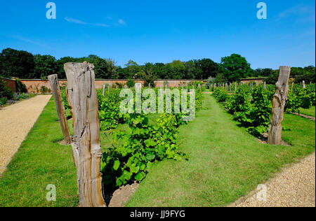 Giardino murato grapevine vigneto, holkham hall, North Norfolk, Inghilterra Foto Stock