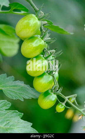 Piccoli pomodori verdi in crescita in serra, Norfolk, Inghilterra Foto Stock