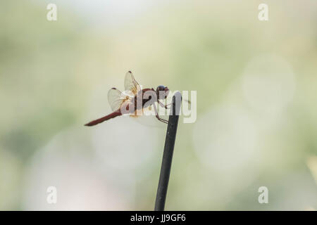 Un appoggio di Libellula rossa Foto Stock