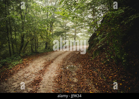 Sporca la strada attraverso il bosco nella nebbia Foto Stock