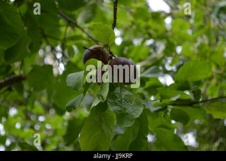 Victoria mature le prugne in crescita in un mazzetto su un albero re di alberi da frutta frutta estiva frutta comune il giardinaggio e cinque al giorno Foto Stock