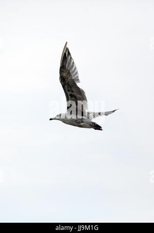 Kuehlungsborn, Germania, argento giovani alci in volo Foto Stock