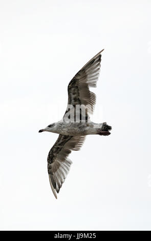 Kuehlungsborn, Germania, argento giovani alci in volo Foto Stock