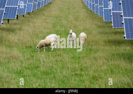 Rurale scena pecore al pascolo in un campo con pannelli solari installazione. Diversi moderna azienda agricola. Foto Stock