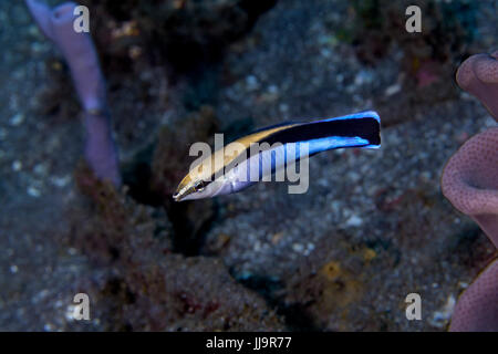 Chiudere l immagine di bluestreak wrasse (Labroides dimidiatus). Stretto di Lembeh, Indonesia. Foto Stock