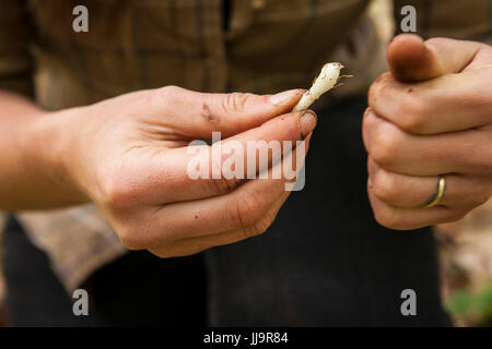 Un professionista forager pulisce fuori un indiano Cucumber root (Medeola virginiana) ha scavato. Foto Stock