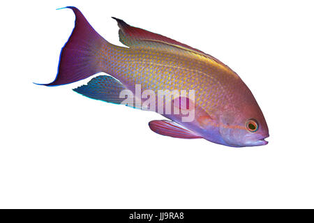 Immagine macro di Lyetail Anthias (Pseudanthias squamipinnis) su sfondo bianco, Puerto Galera, Filippine. Foto Stock