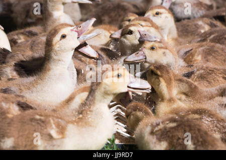 Molti piccoli anatroccoli mangiare con entusiasmo dalla mangiatoia Foto Stock