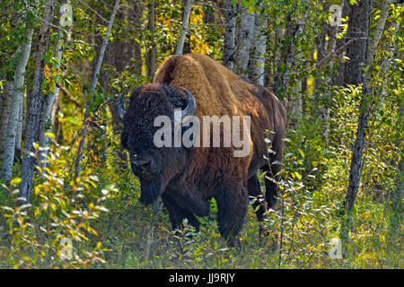 Wood Buffalo/(Bison bison bison athabascae) Strada bull , Parco Nazionale Wood Buffalo, Alberta, Canada Foto Stock