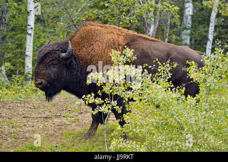 Wood Buffalo/(Bison bison bison athabascae) Strada bull , Parco Nazionale Wood Buffalo, Alberta, Canada Foto Stock