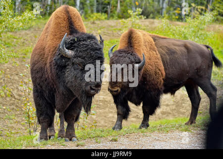 Wood Buffalo/(Bison bison bison athabascae) Strada bull , Parco Nazionale Wood Buffalo, Alberta, Canada Foto Stock