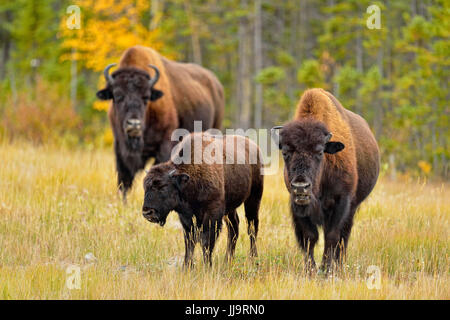 Wood Buffalo/(Bison bison bison athabascae) Madre con il primo anno di un vitello e bull, Mackenzie Area di gestione, Northwest Territories, Canada Foto Stock