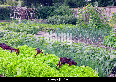 File di grosse cipolle, insalata verde, fagioli, patate in crescita in un vegetale orto biologico . Foto Stock