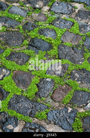 Cobblestone pavement con erba verde tra le pietre Foto Stock