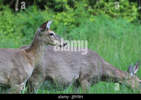 North American coda bianca cervi nel nord Ohio Foto Stock