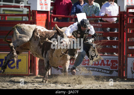 Cloverdale Rodeo bareback bull concorso di equitazione. Foto Stock