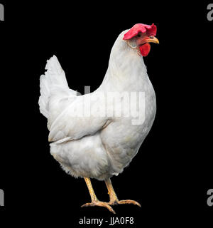 Gallina Bianca isolata su uno sfondo nero Foto Stock