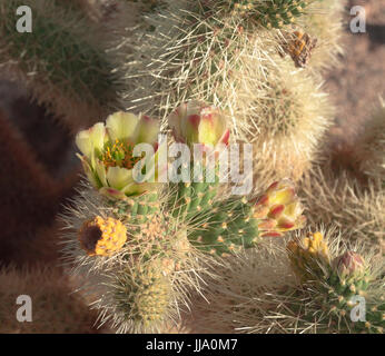 Blooming Cholla Cactus, molla a Joshua Tree National Park Foto Stock