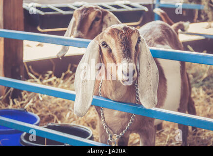 Anglo-Nubian lop earred capre (Capra aegagrus Hircus) sul display nei loro penna al County Fair Foto Stock
