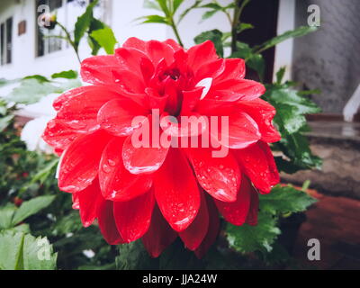 Regalo della natura - rosso vibrante crisantemo fiore Foto Stock