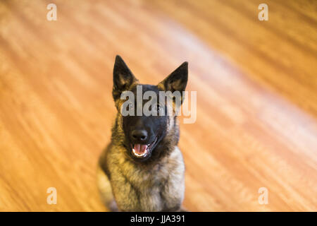 Un maschio di famiglia belga pet Malinois cucciolo interno su pavimento in legno duro. Foto Stock