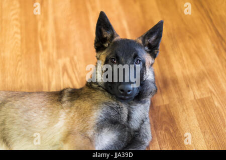 Un maschio di famiglia belga pet Malinois cucciolo interno su pavimento in legno duro. Foto Stock