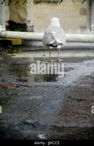 Fortuneswell, UK. 19 lug 2017. Dopo sfidando una notte di forte pioggia sui tetti, uno seagull sembra un po' shell-scioccato Credito: stuart fretwell/Alamy Live News Foto Stock