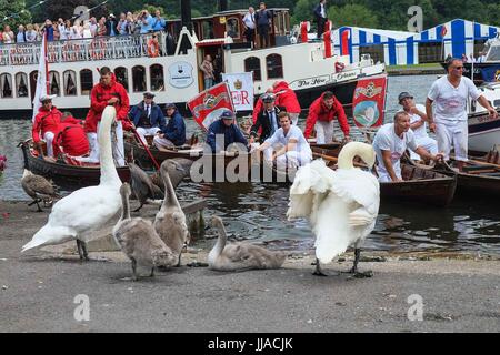 Henley on Thames, Regno Unito 19 luglio 2017. La Queens Swan con tomaie di arrivare a Henley on Thames il terzo giorno del censimento del cigno. Swan batte in volata è un annuale 5 giorno censimento swan che risale a 800 anni.Il Cigno tomaie pesare e misurare la cygnets e verificare la presenza di eventuali segni di lesioni, comunemente causato da ami da pesca e di linea. :Credit claire doherty Alamy/Live News. Foto Stock