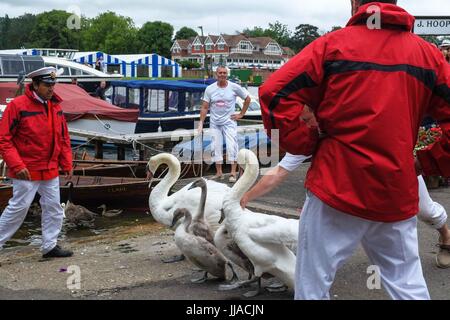 Henley on Thames, Regno Unito 19 luglio 2017. La Queens Swan con tomaie di arrivare a Henley on Thames il terzo giorno del censimento del cigno. Swan batte in volata è un annuale 5 giorno censimento swan che risale a 800 anni.Il Cigno tomaie pesare e misurare la cygnets e verificare la presenza di eventuali segni di lesioni, comunemente causato da ami da pesca e di linea. :Credit claire doherty Alamy/Live News. Foto Stock