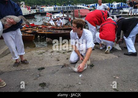 Henley on Thames, Regno Unito 19 luglio 2017. La Queens Swan con tomaie di arrivare a Henley on Thames il terzo giorno del censimento del cigno. Swan batte in volata è un annuale 5 giorno censimento swan che risale a 800 anni.Il Cigno tomaie pesare e misurare la cygnets e verificare la presenza di eventuali segni di lesioni, comunemente causato da ami da pesca e di linea. :Credit claire doherty Alamy/Live News. Foto Stock